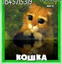 Кошка Сонная, 16 сентября , Екатеринбург, id45715319